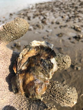 Image 4: Measuring the growth of oysters on restored reefs is key to understanding restoration success. Photo from Hong Kong. Photo credit: Dr D. Ashley Hemraj.

 